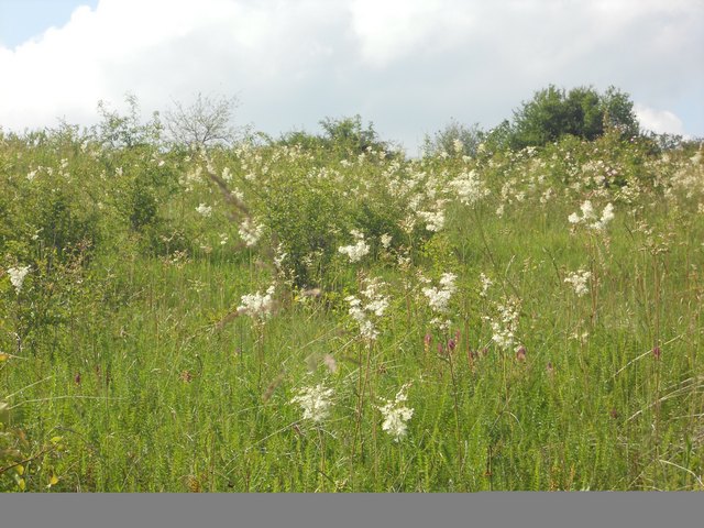 1114Meadowsweet field.jpg